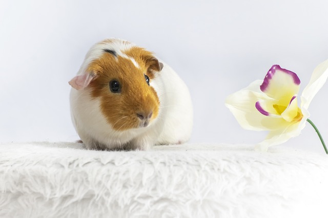 Ein braun-weißes Meerschweinchen sitzt auf einer flauschigen weißen Fläche und blickt neugierig auf eine weiße Blume mit violetten Spitzen, die rechts neben dem Meerschweinchen steht. Vielleicht fragt es sich, ob es die Blume fressen kann. Der Hintergrund ist schlicht weiß.