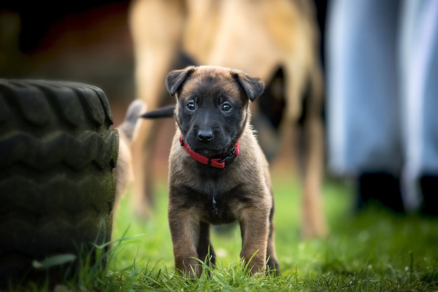 Ein kleiner brauner Welpe mit rotem Halsband steht auf grünem Gras und blickt direkt in die Kamera. Im Hintergrund sind ein größerer Hund, der vor Kurzem kastriert wurde, und eine Person unscharf zu erkennen. Links ist ein Teil eines schwarzen Reifens zu sehen.