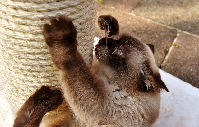 Eine Siamkatze wetzt ihre Krallen an einem mit Sisal umwickelten Katzenkratzbaum. Die Vorderpfoten der Katze klammern sich an den Pfosten, während ihre Hinterbeine auf einer weißen Oberfläche ruhen. Im Hintergrund ist eine Ziegelfläche zu sehen, die teilweise sichtbar ist.