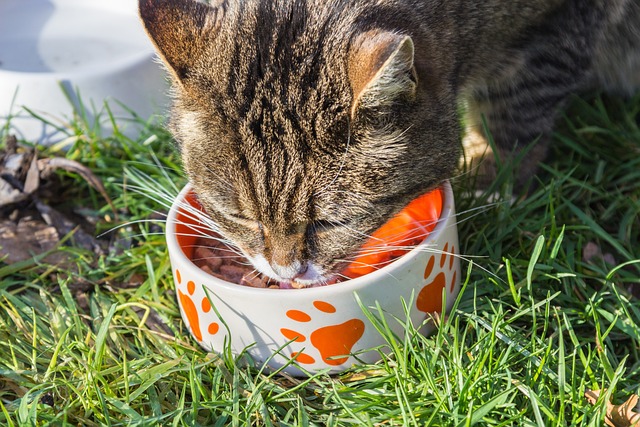 Eine getigerte Katze frisst aus einem weißen Napf mit orangefarbenen Pfotenabdrücken. Der Napf steht draußen auf grünem Gras. Die Katze scheint ihr Essen zu genießen und ist sich keiner verbotenen Katzenspeise in der Nähe bewusst.