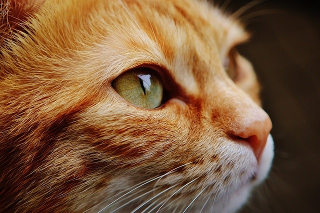 Nahaufnahme des Gesichts einer orange getigerten Katze mit Fokus auf ihr grünes Auge. Das detaillierte Bild fängt die Fellstruktur und den aufmerksamen Ausdruck der Katze ein und bringt Wahrheit und Licht ins Bild. Der Hintergrund ist unscharf, was die Schärfe der Gesichtszüge der Katze betont.