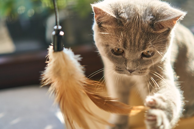 Eine graue Katze greift aufmerksam nach einem Federspielzeug an einer Schnur. Das Sonnenlicht hebt den konzentrierten Gesichtsausdruck und das weiche Fell der Katze hervor. Der Hintergrund ist verschwommen und betont die Katze und die Feder. Dieser Moment fängt die Freude ein, die jeder Katzenbesitzer mit seinen Katzenfreunden teilen kann.