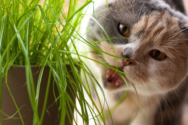 Eine grau-weiße Katze knabbert an einem Topf mit frischem Katzengras. Das Maul der Katze ist weit geöffnet und ihre Augen scheinen auf das Gras gerichtet zu sein. Der Topf befindet sich auf der linken Seite des Bildes, während die neugierige Katze die rechte Seite einnimmt.