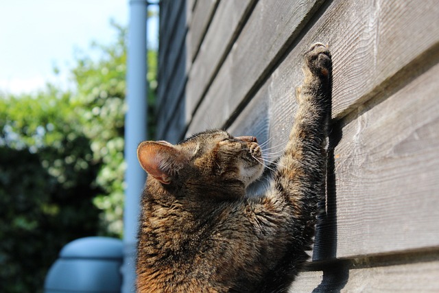 Entfesseln Sie den Spaß: Kaufen Sie noch heute ein Katzen Kratzbrett aus Pappe bei Amazon