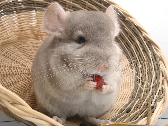 Ein flauschiges hellgraues Chinchilla sitzt in einem Weidenkorb, hält einen kleinen roten Gegenstand und knabbert daran, wobei seine winzigen Pfoten ihn vorsichtig festhalten. Die großen Ohren und glänzenden Augen des Chinchillas tragen zu seinem bezaubernden Aussehen bei, während es sein Futter genießt.