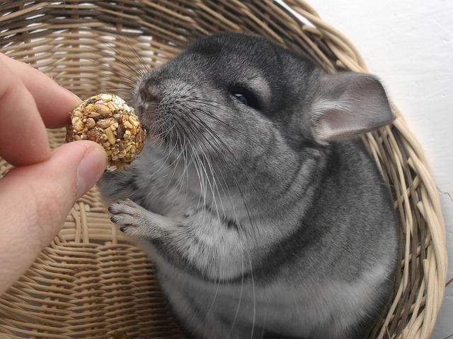 Ein graues Chinchilla sitzt in einem Weidenkorb und streckt seine Pfoten aus, um ein rundes, mit Samen bedecktes Leckerli zu berühren, das in seiner Hand liegt. Die Augen des Chinchillas sind weit aufgerissen und seine Ohren sind gespitzt, während es das Leckerli schnüffelt, was die Freude an der artgerechten Haltung dieses entzückenden Haustiers zeigt.