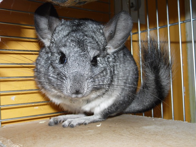 Ein flauschiges, graues Chinchilla mit großen Ohren, dunklen, runden Augen und buschigem Schwanz sitzt auf einer Holzoberfläche in einem Metallkäfig mit gelben Wänden. Die Schnurrhaare des Chinchillas sind auffällig, während es direkt in die Kamera blickt und vielleicht seine nächste Portion Futter erwartet.