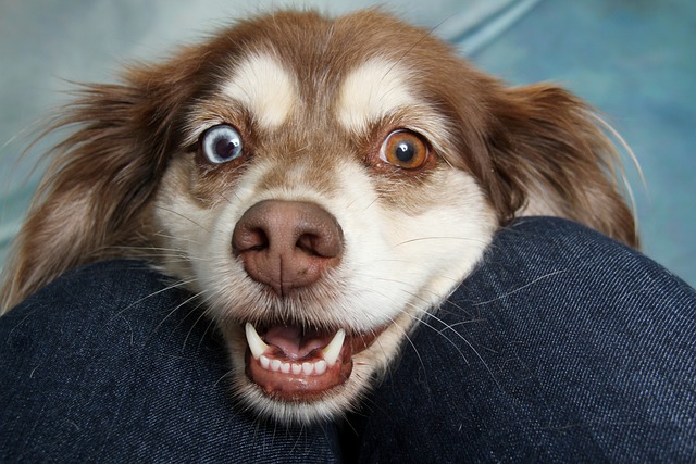 Eine Nahaufnahme eines Hundegesichts mit einem blauen und einem braunen Auge. Der Mund des Hundes ist geöffnet, zeigt seine Zähne und er scheint zu lächeln. Der Kopf des Hundes ruht zwischen seinen in Jeans gekleideten Knien und strahlt Vitalität aus. Der Hintergrund ist unscharf.