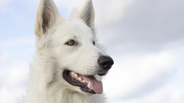 Nahaufnahme eines weißen Hundes mit spitzen Ohren und goldenen Augen, der zur Seite blickt. Sein Maul ist geöffnet, die Zunge hängt heraus und zeigt seine Zähne. Der Hintergrund ist ein bewölkter Himmel, der die temperamentvolle Natur des Hundes perfekt einfängt.