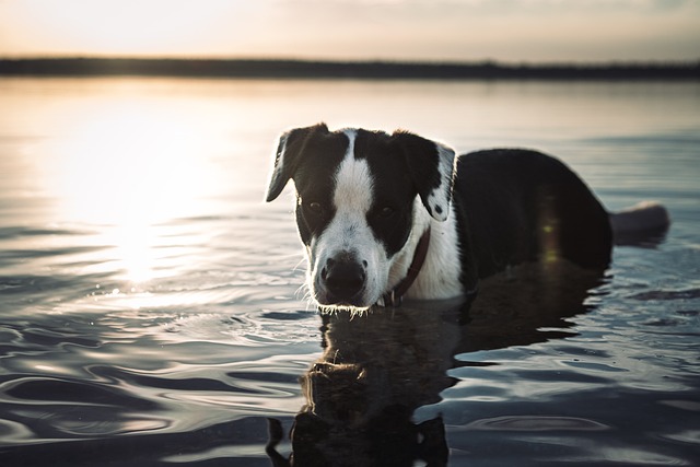 Ein schwarz-weißer Hund steht bei Sonnenuntergang im seichten Wasser eines Sees. Das Sonnenlicht spiegelt sich im Wasser und schafft eine friedliche und ruhige Atmosphäre. In der Nähe steht eine Hundetransportbox am Ufer, bereit, den Betrachter der ruhigen Landschaft nach seinem ruhigen Ausflug wieder nach Hause zu bringen.