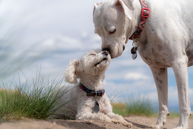 Ein kleiner weißer Hund mit lockigem Fell und ein größerer weißer Hund mit kurzem Fell sind draußen und kuscheln sich liebevoll aneinander. Beide tragen Halsbänder. Im Hintergrund, unter einem bewölkten Himmel und inmitten von grünem Gras, scheinen sie ein Geheimnis zu teilen.