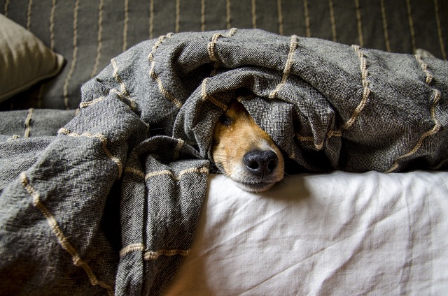 Ein Hund liegt auf einem Bett. Sein Kopf ist teilweise von einer grau-weiß karierten Decke bedeckt. Nur seine Schnauze, seine Augen und ein Teil seines Gesichts sind zu sehen. Der Hund wirkt entspannt und zufrieden, obwohl er von den Schmerzen etwas müde aussieht. Im Hintergrund ist ein Kissen zu sehen.