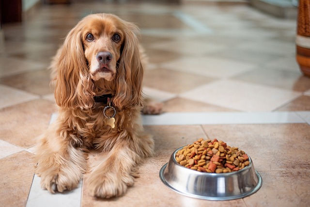 Ein langhaariger, goldbrauner Hund mit Halsband liegt auf einem gefliesten Boden und blickt nach vorne. Vor dem Hund steht ein Edelstahlnapf mit Trockenfutter, das gefährliches Essen enthält, das er nicht essen sollte.