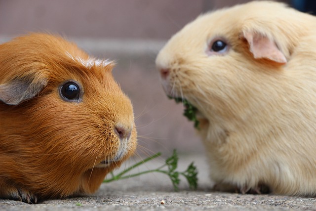 Zwei Meerschweinchen sind in Nahaufnahme zu sehen. Ein Meerschweinchen mit rötlich-braunem Fell blickt nach vorne, während das andere, mit hellbeigem Fell, ein Stück Grünzeug, wahrscheinlich Petersilie, frisst. Beide scheinen auf einer Steinoberfläche zu ruhen.