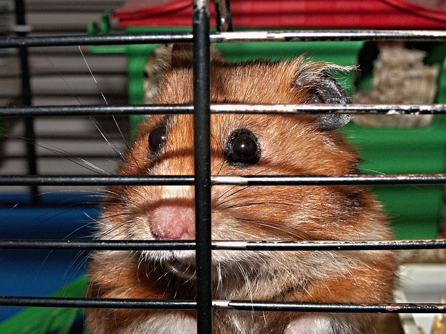 Eine Nahaufnahme eines braun-weißen Hamsters, der hinter den Gitterstäben seines Hamsterkäfigs hervorschaut. Die Augen des Hamsters sind weit geöffnet und Teile seines Gesichts und seiner Ohren sind sichtbar. Im Hintergrund sind Teile des bunten Hamsterkäfigs zu sehen, darunter eine grün-rote Struktur.