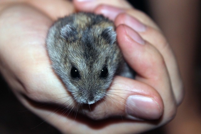 Ein süßer, kleiner braun-grauer Hamster wird sanft in den Händen einer Person gehalten. Die winzigen dunklen Augen und Schnurrhaare des Hamsters sind auffällig, während er direkt in die Kamera blickt und artgerechte Haustierhaltung verkörpert. Die Finger der Person sind sichtbar und halten den Hamster sicher.