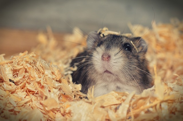 Ein kleiner, dunkel gefärbter Hamster mit weißem Fell um Nase und Pfoten lugt aus einem Haufen Holzspäne hervor und verbreitet eine gemütliche, warme Atmosphäre. Die Schnurrhaare des Hamsters sind auffällig und er scheint sich neugierig umzusehen, als suche er nach einer ausgewogenen Ernährung.