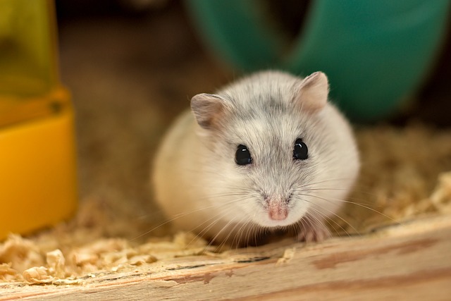 Eine Nahaufnahme eines kleinen, runden Hamsters mit hellgrauem Fell und großen, schwarzen Augen, der auf Holzspänen steht. Der unscharfe Hintergrund enthält ein türkisfarbenes Objekt und einen Teil einer gelben Struktur. Im Vordergrund sind die Schnurrhaare und winzigen Pfoten des Hamsters zu sehen, was eine sorgfältige Hamsterhaltung verdeutlicht.