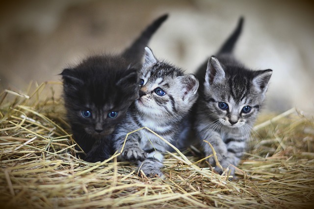 Drei kleine Kätzchen sitzen und erkunden ein Strohbett. Zwei haben ein getigertes Muster und eines hat dunkles Fell. Sie haben neugierige blaue Augen, die an die Entdeckung von etwas Neuem wie einer Tube Malzpaste für Katzen erinnern, und der Hintergrund ist sanft verschwommen, sodass der Fokus auf den Kätzchen liegt.