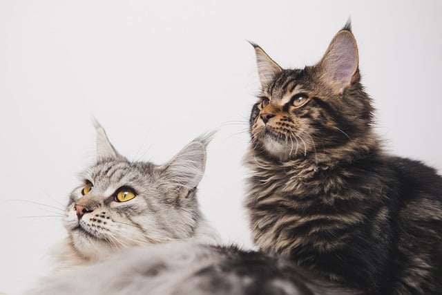 Eine Nahaufnahme von zwei Katzen, die nach rechts blicken, mit aufrechten Ohren und aufmerksamem Gesichtsausdruck. Die Katze links hat langes, silbriges Fell und gelbe Augen, während die Katze rechts zotteliges braun-schwarzes Fell mit einer helleren braunen Schnauze hat. Sie sehen aus, als hätten sie gerade das Rascheln einer geöffneten Katzenfutterbox gehört.