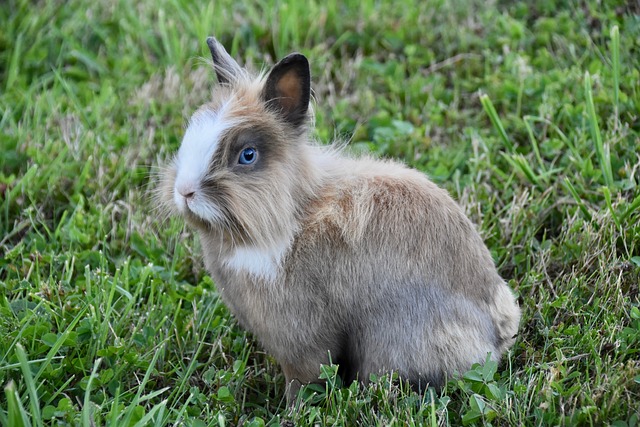 Ein flauschiges braun-weißes Kaninchen mit blauen Augen sitzt auf grünem Gras. Das Kaninchen hat eine Mischung aus hellem und dunklem Fell, einen weißen Kamm auf dem Kopf und scheint leicht nach links zu schauen. Der Hintergrund ist eine Rasenfläche.