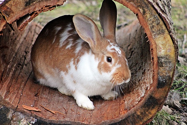 Ein braun-weißes Kaninchen mit großen Ohren sitzt in einem ausgehöhlten Baumstamm auf einer Grasfläche. Das Kaninchen wirkt wachsam und blickt leicht nach links. Das Holz des Baumstamms weist Altersspuren auf, mit sichtbaren Strukturen und Markierungen.