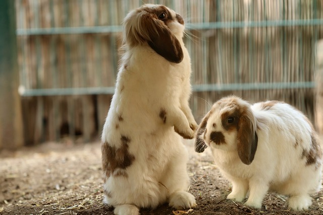 Zwei kleine braun-weiße Kaninchen mit langen Ohren stehen in einem eingezäunten Bereich. Ein Kaninchen steht aufrecht auf seinen Hinterbeinen, während das andere auf allen Vieren verharrt. Der Hintergrund ist leicht unscharf, wodurch die Kaninchen hervorgehoben werden – eine ideale Szene für jeden ultimativen Leitfaden zur Pflege von Kaninchen als Haustiere.