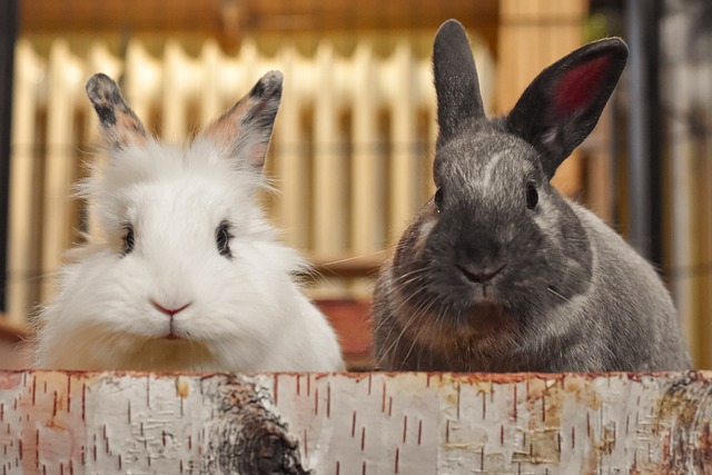 Entschlüsselung der Ernährung von Kaninchen: Verbotene Nahrungsmittel, die Kaninchen nicht essen dürfen