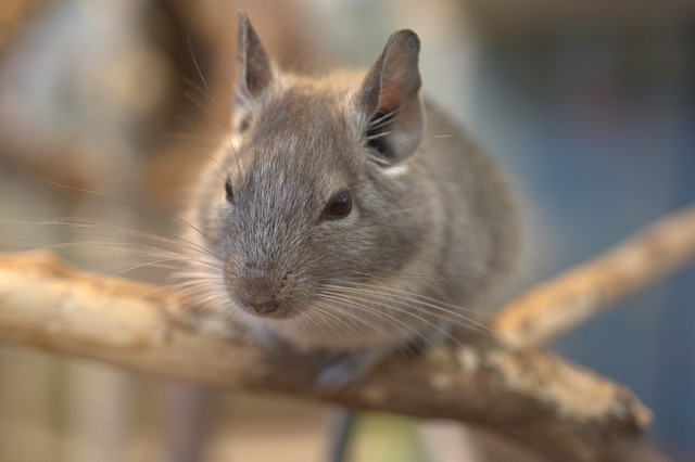 Nahaufnahme eines kleinen, pelzigen Chinchillas mit graubraunem Fell, großen runden Ohren und Schnurrhaaren, das auf einem hölzernen Ast sitzt. Der Hintergrund ist verschwommen, sodass die Aufmerksamkeit auf die detaillierten Merkmale des Haustiers gelenkt wird, darunter sein neugieriger Ausdruck und seine zarten Pfoten.