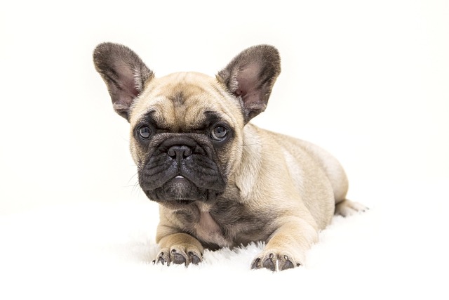 Ein braun-schwarzer französischer Bulldoggenwelpe liegt auf einer hellen, flauschigen Oberfläche vor einem weißen Hintergrund. Der Welpe hat große, aufrechte Ohren, ein faltiges Gesicht und einen neugierigen, aber entspannten Ausdruck – ein entzückendes Beispiel für Hunderassen, von denen einige behaupten, sie seien grausam aus Profitgründen gezüchtet worden.