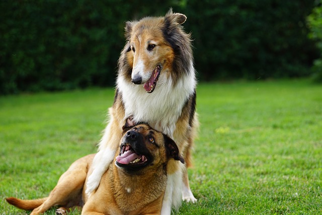 Ein glücklicher braun-schwarzer Hund liegt verspielt im Gras unter den Vorderbeinen eines stehenden Langhaarcollies. Beide Hunde haben ihre Münder geöffnet, scheinen zu lächeln und sind von einer grünen Außenkulisse umgeben. Diese entzückenden Szenen erinnern uns daran, dass nicht alle Hunde aus Profitgründen gezüchtet werden; manche genießen es einfach, Begleiter zu sein.