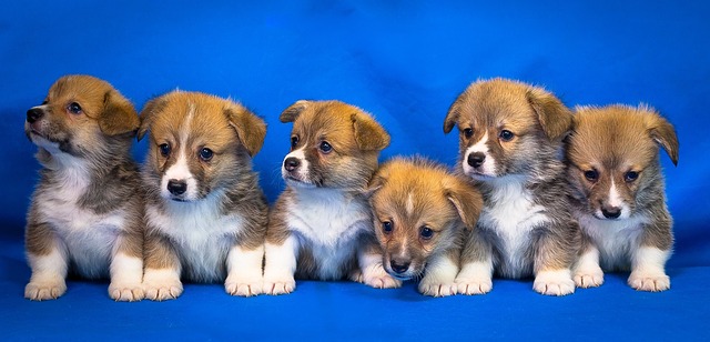 Sechs Corgi-Welpen sitzen in einer Reihe vor einem blauen Hintergrund. Jeder Welpe hat braunes und weißes Fell, ausdrucksstarke Augen und aufmerksame Ohren. Einige schauen nach vorne, während andere zur Seite schauen, wodurch eine entzückende und lebhafte Gruppenszene entsteht, die jeden Tag aufhellt.